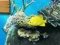 Spel Big fish eats small online