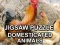 Spel Jigsaw Puzzle Domesticated Animals online