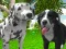 Spel Dog Simulator 3d online