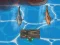 Spel Titanic Shark Attacks online
