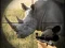 Spel Wild Rhino Hunter online