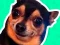 Spel What meme dog are you ? online