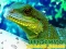 Spel Chinese Water Dragon Jigsaw online