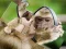 Spel Chimpanzee Jigsaw online