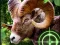 Spel Crazy Goat Hunter 2020 online