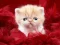Spel Funny Kitty online