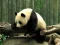 Spel Pandas Puzzle online
