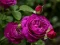Spel Purple Roses online
