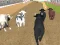 Spel Angry Bull Racing online
