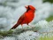 Spel Birds Puzzle online