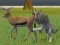 Spel Wolf Life Simulator online