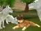 Spel Wild Wolves Hunger Attack online