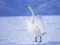 Spel Graceful Swans online