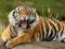 Spel Animals Jigsaw Puzzle Tiger online