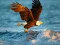 Spel Animals Jigsaw Puzzle Eagle online