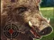Spel Boar Hunting Jigsaw online