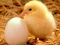 Spel Lovable Little Creatures Puzzle online