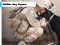 Spel Soldier Dog Jigsaw online