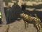 Spel African Cheetah Hunting Simulator online