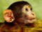 Spel Funny Baby Monkey online