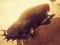 Spel Zombie Car Driver online