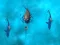 Spel Avoid the Sharks online