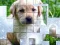 Spel PicPu Dog online
