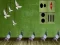 Spel Pigeon Escape 2 online