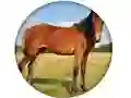 Spel Animal Quiz online