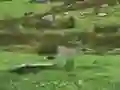 Spel Pigeons Hunting online