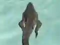 Spel Crocodile Simulator Beach Hunt online