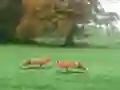 Spel Hunted Fox online