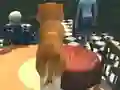 Spel Dog Simulator: Puppy Craft online