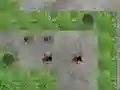 Spel Spider Tower Defence online
