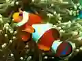 Spel Underwater Hidden Numbers online