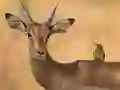 Spel Wild Deer Jigsaw online
