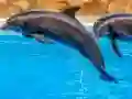 Spel Sea Dolphin Jigsaw online