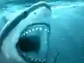 Spel Hungry Shark online