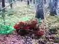 Spel Bernati Forest Adventure online