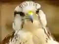 Spel Gyrfalcon Jigsaw online