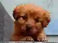 Spel Puppy Puzzle online
