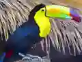 Spel Toucan Bird Jigsaw online