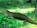 Spel Lizard Forest Escape online
