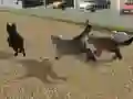Spel Run Cat Cat Race online