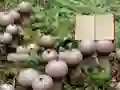 Spel Lycoperdon Mushroom Land Escape online
