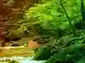 Spel Peaceful Rainbow Forest Escape online