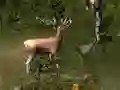 Spel Sniper Hunting Deadly Animal online