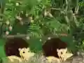 Spel Escape From Mango Farm online