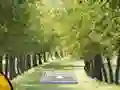 Spel Pair of Cat Escape online