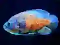 Spel Tiger Fish Jigsaw online